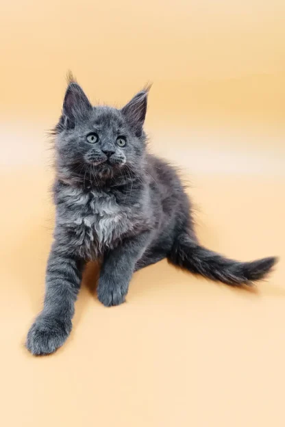 Cleo – A Graceful Maine Coon Kitten in Austin, Texas - Image 2