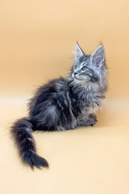 Maine Coon Kitten in Dallas, Texas, Maine coon kitten in dallas texas price, Maine coon kitten in dallas texas rescue