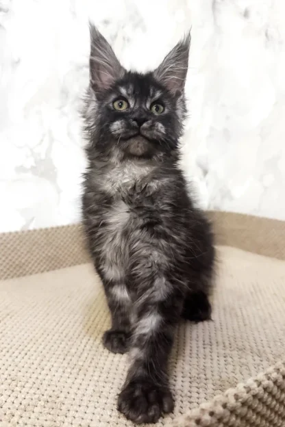 cedar rock maine coon cattery- vermont, Maine Coon kittens New Hampshire