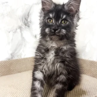 Maine Coon Cat in Hartford, Vermont