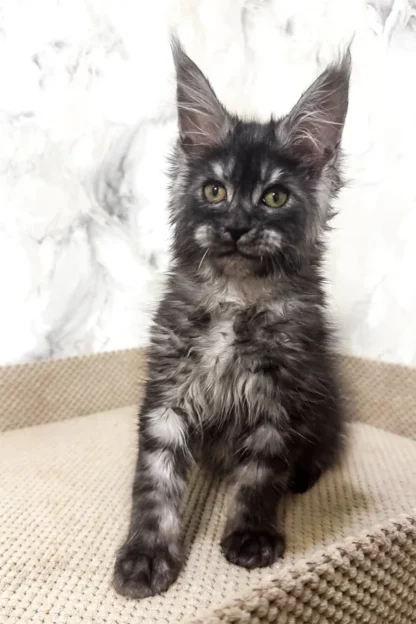 Maine Coon Cat in Hartford, Vermont