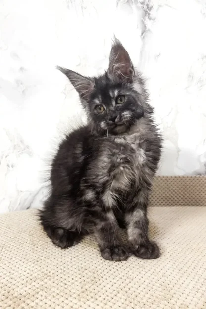 Maine Coon Cat in Hartford, Vermont, Maine coon kitten for sale in vermont facebook