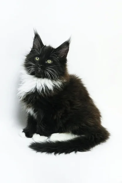 Maine Coon Kitten for Sale in Houston, Texas, Maine Coon kittens for sale Houston under $500, Maine coon, kitten for sale in houston texas facebook