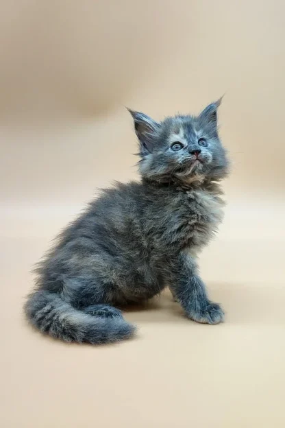 Blue Eyed Maine Coon Kitten For Sale in Montpelier, Vermont, Blue eyed maine coon kitten for sale near me