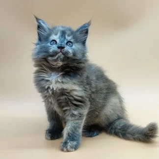 Maine Coon Kitten for Sale in Montpelier, Vermont, Blue maine coon kitten for sale in vermont, Maine coon kitten for sale in vermont facebook, Maine Coon kittens for sale $450