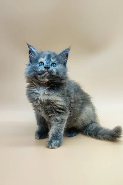 Blue Eyed Maine Coon Kitten, Maine Coon Kitten for Sale in Montpelier, Vermont, Blue maine coon kitten for sale in vermon, Maine Coon kittens for sale $450