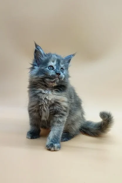 Luna | Blue Eyed Maine Coon Kitten For Sale in Montpelier, Vermont - Image 4