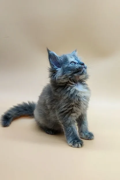 Maine Coon Kitten for Sale in Montpelier, Vermont, Blue maine coon kitten for sale in vermont, Maine coon kitten for sale in vermont facebook, Maine Coon kittens for sale $450