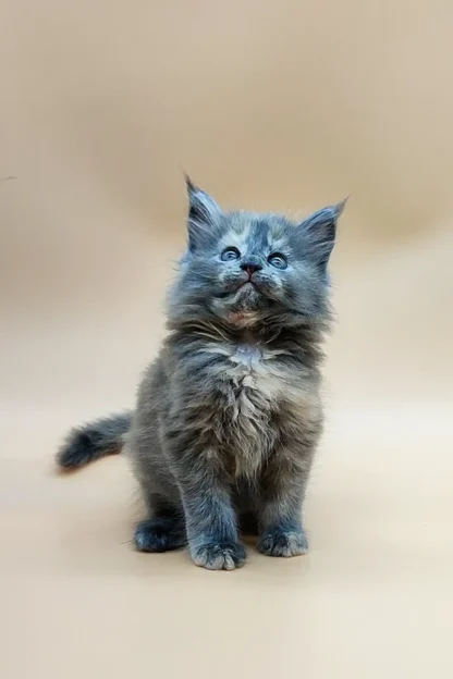 Maine Coon Kitten for Sale in Montpelier, Vermont, Maine coon kitten for sale in vermont facebook, Maine Coon kittens for sale $450