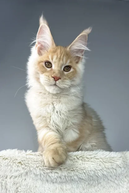 Maine Coon Kitten in San Antonio, Texas, Maine coon kitten in San Antonio texas price