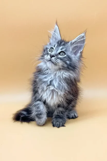 Maine coon kitten in dallas texas for sale, Free maine coon kitten in dallas texas, Maine coon kitten in dallas texas for adoption, Maine Coon kittens for sale $300 Texas