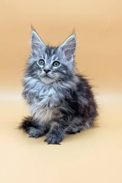 Willow | Female Beautiful Maine Coon Kitten in Dallas, Texas - Image 4