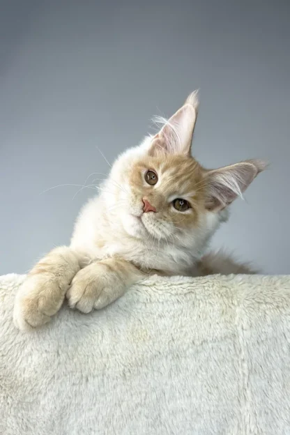 Maximus – A Fluffy Maine Coon Kitten in San Antonio, Texas - Image 6