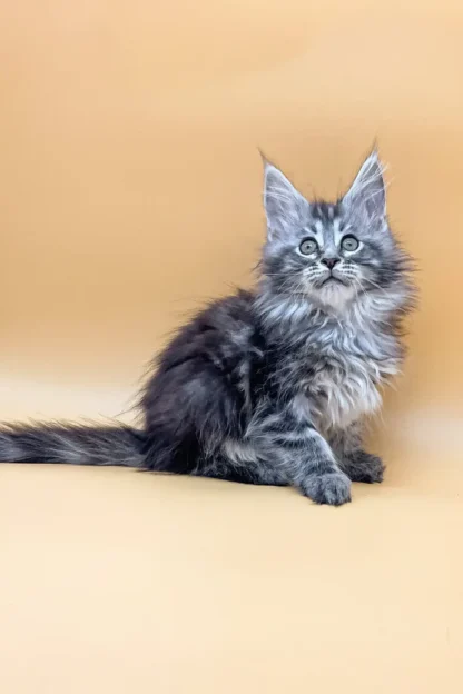 Willow | Female Beautiful Maine Coon Kitten in Dallas, Texas - Image 3