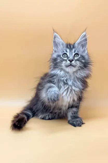 Willow | Female Beautiful Maine Coon Kitten in Dallas, Texas - Image 2