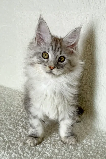 Daisy | Silver Smoke Maine Coon Kitten For Sale in Washington - Image 6