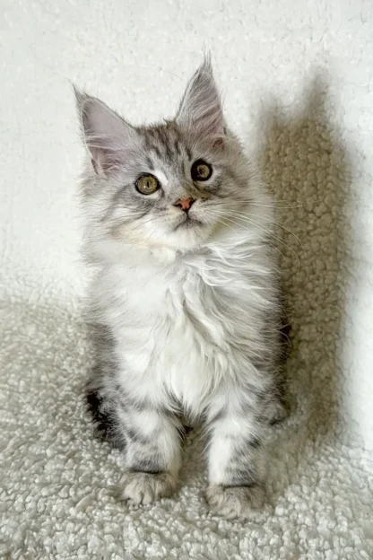 Daisy | Silver Smoke Maine Coon Kitten For Sale in Washington - Image 5