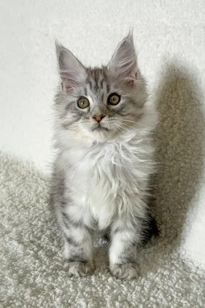 Silver Smoke Maine Coon Kitten, Silver smoke maine coon kittens for sale