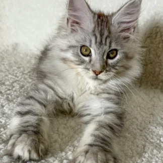 Silver Smoke Maine Coon Kitten, Silver smoke maine coon kittens for sale