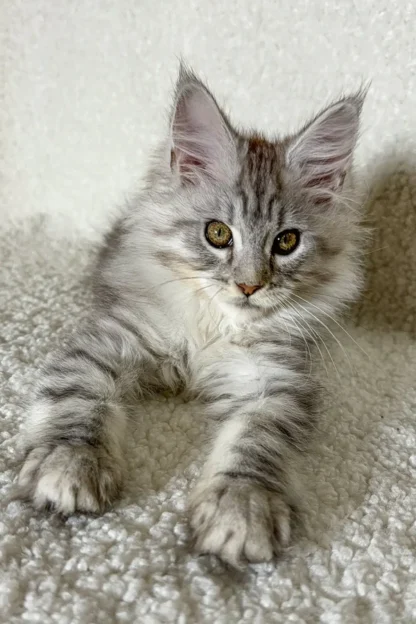 Silver Smoke Maine Coon Kitten, Silver smoke maine coon kittens for sale