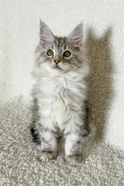 Daisy | Silver Smoke Maine Coon Kitten For Sale in Washington - Image 2