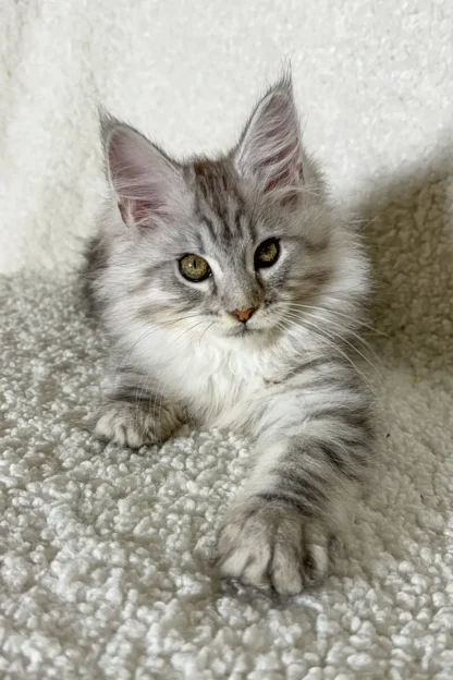 Daisy | Silver Smoke Maine Coon Kitten For Sale in Washington - Image 7