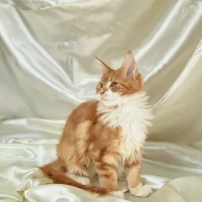 Thor - Maine Coon Kitten for Sale In Washington | Adopt Thor - Image 3