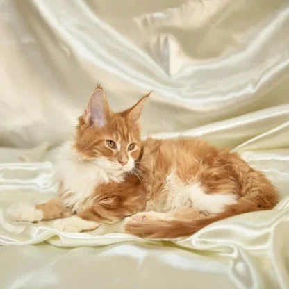 maine coon kittens for sale spokane wa, Maine coon kitten for sale in washington state,Maine Coon kittens for sale Seattle, Maine Coon Rescue Washington