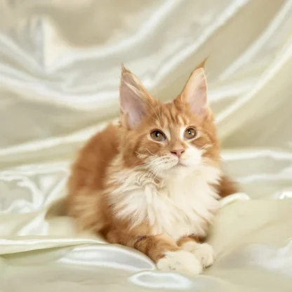 Maine coon kitten for sale in washington state,Maine Coon kittens for sale Seattle, Maine Coon Rescue Washington