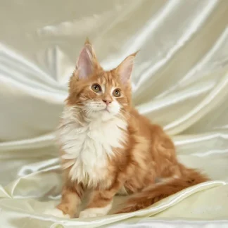 maine coon kittens for sale spokane wa, Maine coon kitten for sale in washington state,Maine Coon kittens for sale Seattle, Maine Coon Rescue Washington