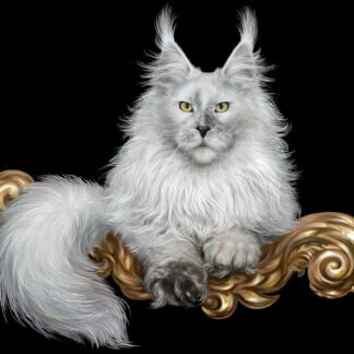 Maine coon kittens for sale in Vermont, Maine Coon cat for sale near me, Maine Coon kitten for sale Vermont