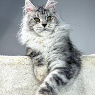 Giddy Maine Coon cat in Rutland, Vermont, Maine Coon kitten for sale in Rutland Vermont