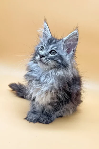 Maine Coon Kitten in Dallas, Texas, Maine coon kitten in dallas texas price, Maine coon kitten in dallas texas rescue,