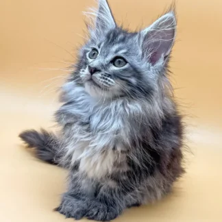 willow, Maine Coon Kitten in Dallas, Texas, Maine coon kitten in dallas texas price, Maine coon kitten in dallas texas rescue, Maine coon kitten in dallas texas for sale