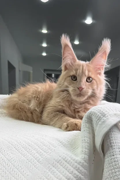 Bella Maine Coon Kitten For Sale in Lake Charles, Louisiana