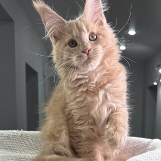 Bella Maine Coon Kitten For Sale in Lake Charles, Louisiana, Blue maine coon kitten for sale in Lake Charles louisiana