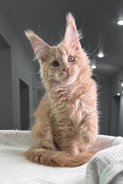 Bella Maine Coon Kitten For Sale in Lake Charles, Louisiana, Blue maine coon kitten for sale in Lake Charles louisiana