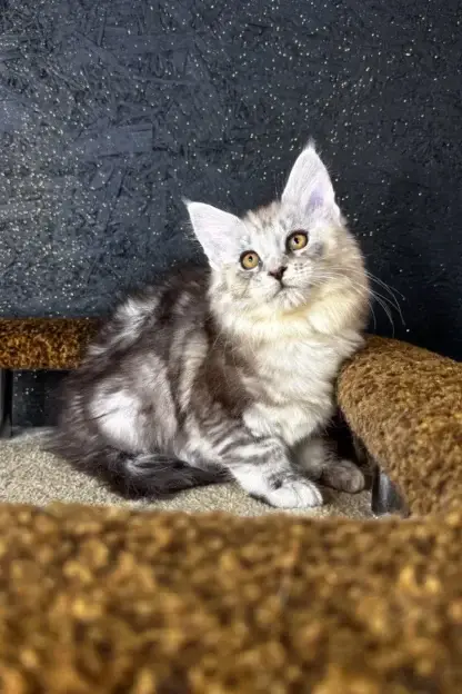 Maine Coon kittens for sale Lafayette la, Maine Coon Rescue Louisiana, maine coon kittens for sale near mandeville, la, Maine Coon kittens for sale Shreveport