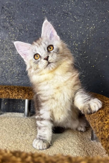 Maine Coon Kitten For Sale in Alexandria, Louisiana, Maine Coon kittens for sale Lafayette la