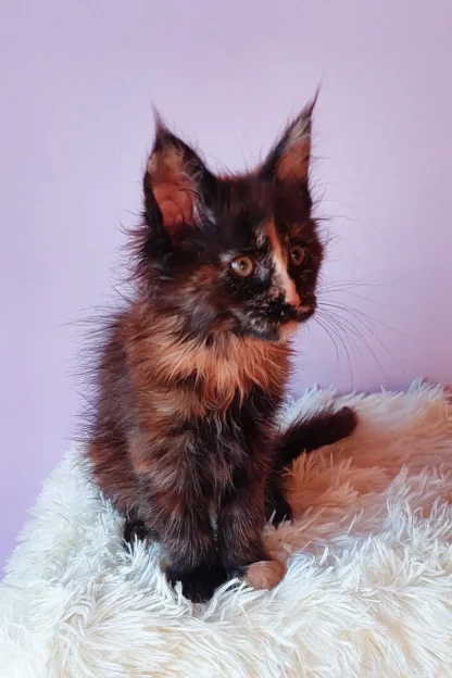 Maine Coon Kitten For Sale in Louisiana, Maine coon kitten for sale in louisiana cheap, Maine Coon Rescue Louisiana