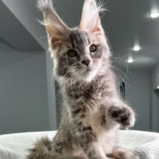 Odin Maine Coon Kitten For Sale in Shreveport, Louisiana, Blue maine coon kitten for sale in shreveport louisiana