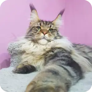 Maine coon kittens for sale oklahoma city, Maine Coon kittens for sale near Yukon OK, Maine Coon kittens for sale near Edmond OK