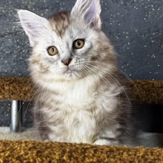 Maine Coon Kitten For Sale in Baton Rouge, Louisiana, Blue maine coon kitten for sale in baton rouge louisiana