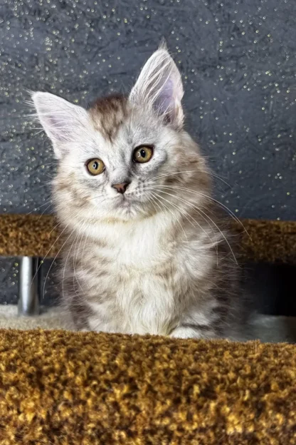 Maine Coon Kitten For Sale in Baton Rouge, Louisiana, Blue maine coon kitten for sale in baton rouge louisiana