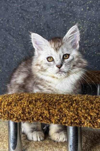 Maine Coon Kitten For Sale in Baton Rouge, Louisiana, Blue maine coon kitten for sale in baton rouge louisiana