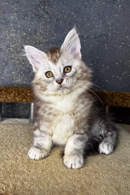 Maine Coon Rescue Louisiana, White maine coon kitten for sale in louisiana new orleans, Cheap maine coon kitten for sale in louisiana new orleans