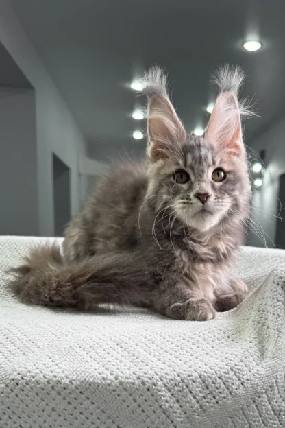 Cheap maine coon kitten for sale in shreveport louisiana, Cheap maine coon kitten for sale in louisiana new orleans