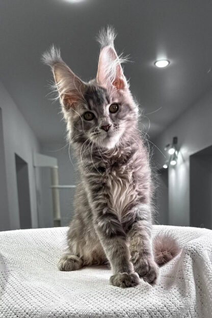 Cheap maine coon kitten for sale in shreveport louisiana, Cheap maine coon kitten for sale in louisiana new orleans