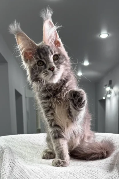 Blue maine coon kitten for sale in baton rouge louisiana, Maine Coon Rescue Louisiana, Cheap maine coon kitten for sale in shreveport louisiana