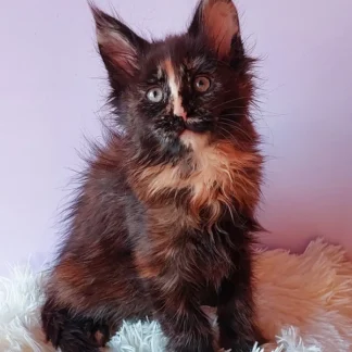 Aurora | Stunning Maine Coon Kitten For Sale in Louisiana, New Orleans, Maine Coon Kitten For Sale in Louisiana, Maine coon kitten for sale in louisiana cheap